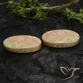 Shop natural 27.43ct マルチカラー 化石サンゴ gems, 楕円形, from インドネシア at GemSelect. In stock, global shipping!