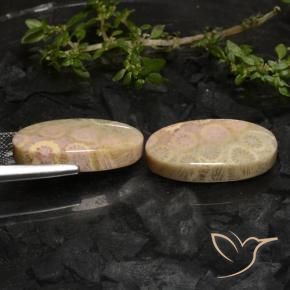 Shop natural 27.43ct マルチカラー 化石サンゴ gems, 楕円形, from インドネシア at GemSelect. In stock, global shipping!