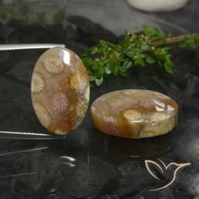 Shop natural 33.89ct マルチカラー 化石サンゴ gems, 楕円形, from インドネシア at GemSelect. In stock, global shipping!