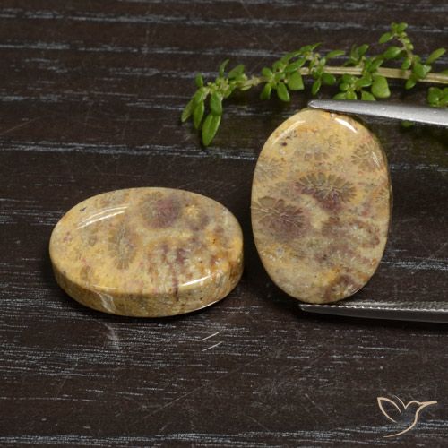 Shop natural 30.50ct マルチカラー 化石サンゴ gems, 楕円形, from インドネシア at GemSelect. In stock, global shipping!