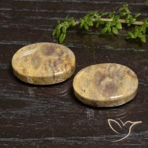 Shop natural 30.50ct マルチカラー 化石サンゴ gems, 楕円形, from インドネシア at GemSelect. In stock, global shipping!