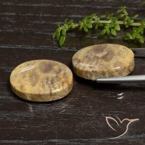 Shop natural 30.50ct マルチカラー 化石サンゴ gems, 楕円形, from インドネシア at GemSelect. In stock, global shipping!