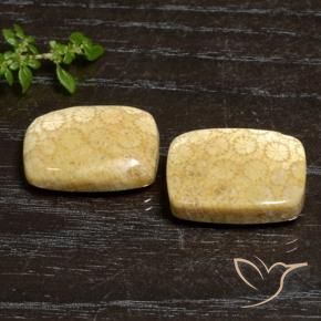 Shop natural 27.20ct マルチカラー 化石サンゴ gems, クッション, from インドネシア at GemSelect. In stock, global shipping!