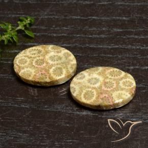 Shop natural 27.12ct マルチカラー 化石サンゴ gems, 楕円形, from インドネシア at GemSelect. In stock, global shipping!