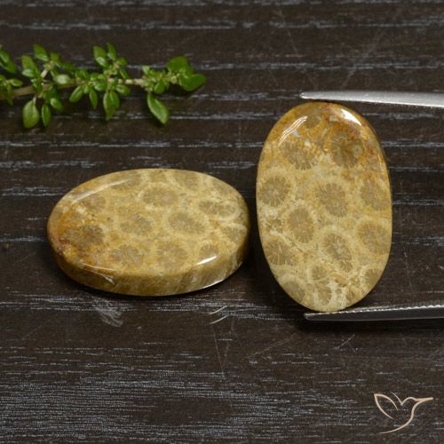 Shop natural 44.76ct マルチカラー 化石サンゴ gems, 楕円形, from インドネシア at GemSelect. In stock, global shipping!