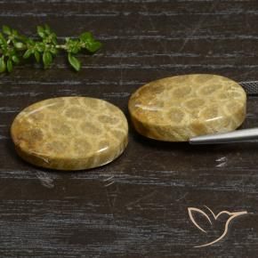 Shop natural 44.76ct マルチカラー 化石サンゴ gems, 楕円形, from インドネシア at GemSelect. In stock, global shipping!