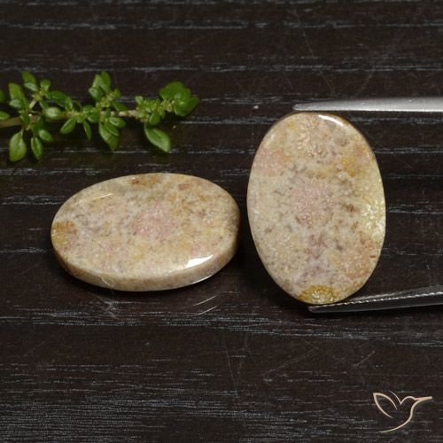 Shop natural 29.83ct マルチカラー 化石サンゴ gems, 楕円形, from インドネシア at GemSelect. In stock, global shipping!