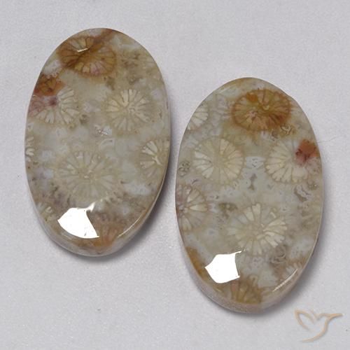 Shop natural 22.91ct マルチカラー 化石サンゴ gems, 楕円形, from インドネシア at GemSelect. In stock, global shipping!