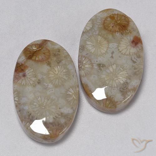 Shop natural 22.91ct マルチカラー 化石サンゴ gems, 楕円形, from インドネシア at GemSelect. In stock, global shipping!