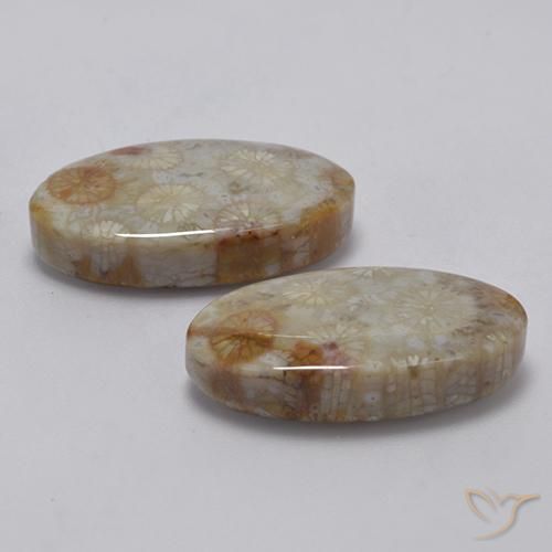 Shop natural 22.91ct マルチカラー 化石サンゴ gems, 楕円形, from インドネシア at GemSelect. In stock, global shipping!