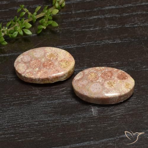 Shop natural 20.28ct マルチカラー 化石サンゴ gems, 楕円形, from インドネシア at GemSelect. In stock, global shipping!