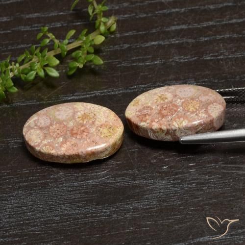 Shop natural 20.28ct マルチカラー 化石サンゴ gems, 楕円形, from インドネシア at GemSelect. In stock, global shipping!