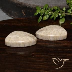 Shop natural 23.68ct マルチカラー 化石サンゴ gems, ファンシー, from インドネシア at GemSelect. In stock, global shipping!