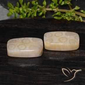 Shop natural 20.85ct マルチカラー 化石サンゴ gems, クッション, from インドネシア at GemSelect. In stock, global shipping!