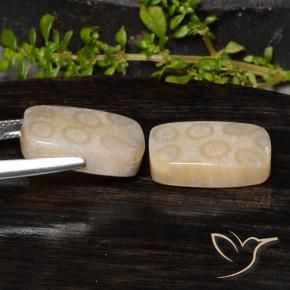 Shop natural 20.85ct マルチカラー 化石サンゴ gems, クッション, from インドネシア at GemSelect. In stock, global shipping!