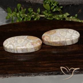 Shop natural 23.54ct マルチカラー 化石サンゴ gems, 楕円形, from インドネシア at GemSelect. In stock, global shipping!