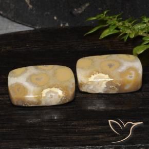 Shop natural 19.14ct マルチカラー 化石サンゴ gems, クッション, from インドネシア at GemSelect. In stock, global shipping!