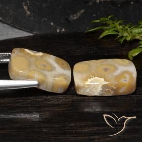 Shop natural 19.14ct マルチカラー 化石サンゴ gems, クッション, from インドネシア at GemSelect. In stock, global shipping!