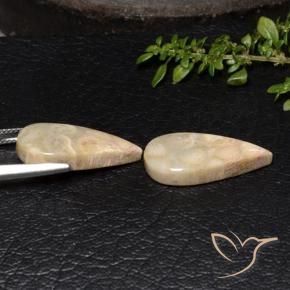 Shop natural 19.11ct マルチカラー 化石サンゴ gems, 洋梨の形, from インドネシア at GemSelect. In stock, global shipping!