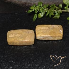 Shop natural 18.85ct マルチカラー 化石サンゴ gems, クッション, from インドネシア at GemSelect. In stock, global shipping!
