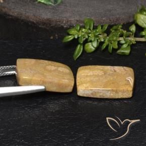 Shop natural 18.85ct マルチカラー 化石サンゴ gems, クッション, from インドネシア at GemSelect. In stock, global shipping!