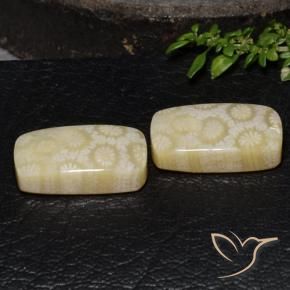 Shop natural 24.67ct マルチカラー 化石サンゴ gems, クッション, from インドネシア at GemSelect. In stock, global shipping!