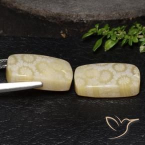 Shop natural 24.67ct マルチカラー 化石サンゴ gems, クッション, from インドネシア at GemSelect. In stock, global shipping!