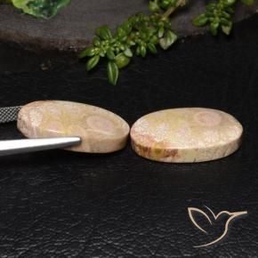 Shop natural 27.64ct マルチカラー 化石サンゴ gems, 楕円形, from インドネシア at GemSelect. In stock, global shipping!