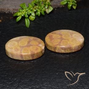 Shop natural 28.88ct マルチカラー 化石サンゴ gems, 楕円形, from インドネシア at GemSelect. In stock, global shipping!