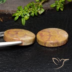 Shop natural 28.88ct マルチカラー 化石サンゴ gems, 楕円形, from インドネシア at GemSelect. In stock, global shipping!
