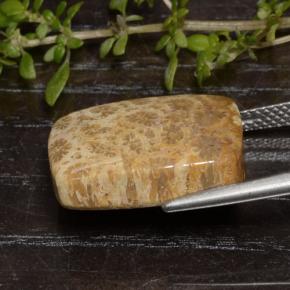 13.48カラットの天然マルチカラー化石サンゴ、クッションカット、オペーク