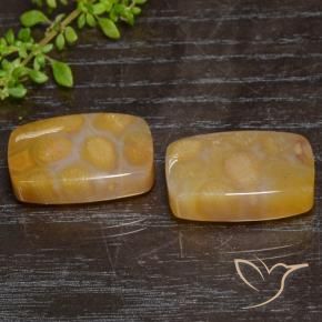 Shop natural 29.95ct マルチカラー 化石サンゴ gems, クッション, from インドネシア at GemSelect. In stock, global shipping!
