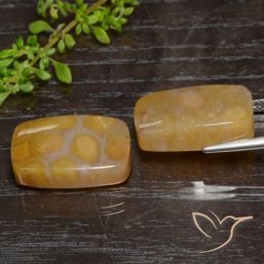 Shop natural 29.95ct マルチカラー 化石サンゴ gems, クッション, from インドネシア at GemSelect. In stock, global shipping!