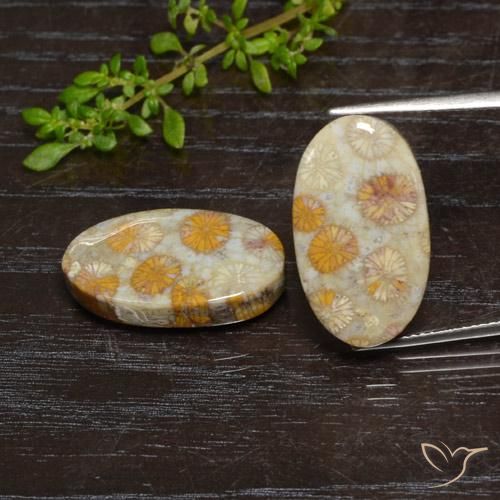 Shop natural 24.15ct マルチカラー 化石サンゴ gems, 楕円形, from インドネシア at GemSelect. In stock, global shipping!