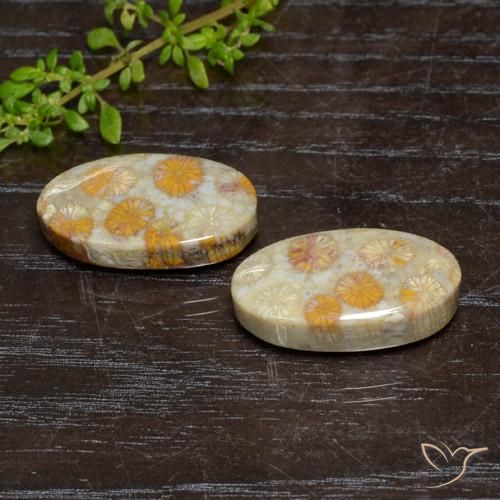 Shop natural 24.15ct マルチカラー 化石サンゴ gems, 楕円形, from インドネシア at GemSelect. In stock, global shipping!