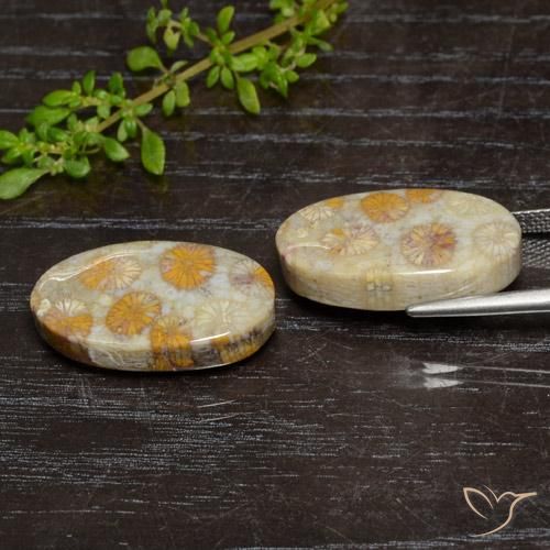 Shop natural 24.15ct マルチカラー 化石サンゴ gems, 楕円形, from インドネシア at GemSelect. In stock, global shipping!