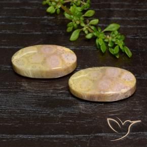 Shop natural 23.84ct マルチカラー 化石サンゴ gems, 楕円形, from インドネシア at GemSelect. In stock, global shipping!