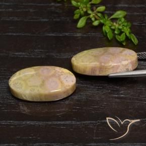 Shop natural 23.84ct マルチカラー 化石サンゴ gems, 楕円形, from インドネシア at GemSelect. In stock, global shipping!