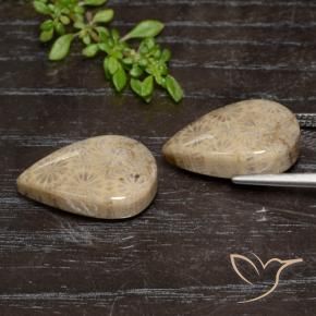 Shop natural 20.16ct マルチカラー 化石サンゴ gems, 洋梨の形, from インドネシア at GemSelect. In stock, global shipping!