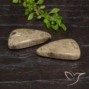 Shop natural 18.46ct マルチカラー 化石サンゴ gems, ファンシー, from インドネシア at GemSelect. In stock, global shipping!