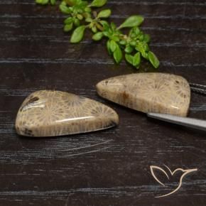 Shop natural 18.46ct マルチカラー 化石サンゴ gems, ファンシー, from インドネシア at GemSelect. In stock, global shipping!