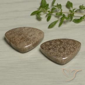 Shop natural 24.60ct マルチカラー 化石サンゴ gems, トリリオン, from インドネシア at GemSelect. In stock, global shipping!