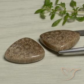 Shop natural 24.60ct マルチカラー 化石サンゴ gems, トリリオン, from インドネシア at GemSelect. In stock, global shipping!