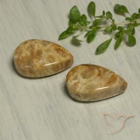 Shop natural 19.54ct マルチカラー 化石サンゴ gems, 洋梨の形, from インドネシア at GemSelect. In stock, global shipping!