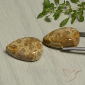 Shop natural 19.54ct マルチカラー 化石サンゴ gems, 洋梨の形, from インドネシア at GemSelect. In stock, global shipping!
