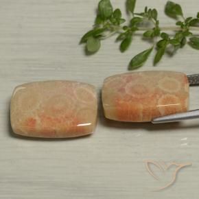 Shop natural 24.61ct マルチカラー 化石サンゴ gems, クッション, from インドネシア at GemSelect. In stock, global shipping!