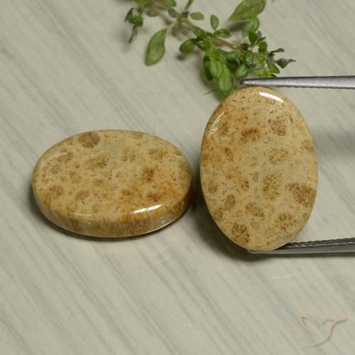 Shop natural 24.44ct マルチカラー 化石サンゴ gems, 楕円形, from インドネシア at GemSelect. In stock, global shipping!