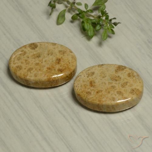 Shop natural 24.44ct マルチカラー 化石サンゴ gems, 楕円形, from インドネシア at GemSelect. In stock, global shipping!