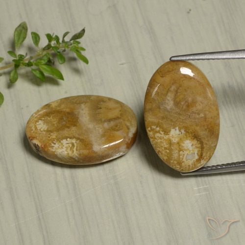 Shop natural 22.07ct マルチカラー 化石サンゴ gems, 楕円形, from インドネシア at GemSelect. In stock, global shipping!