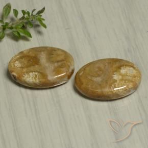 Shop natural 22.07ct マルチカラー 化石サンゴ gems, 楕円形, from インドネシア at GemSelect. In stock, global shipping!